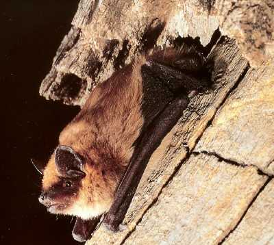  Big brown bat