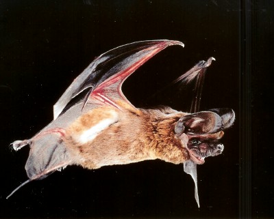  Big free-tailed bat