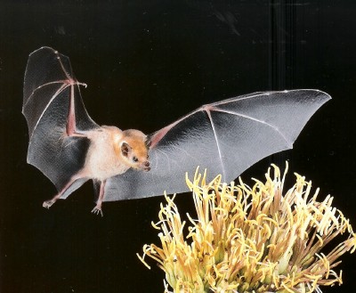  Lesser long-nosed bat