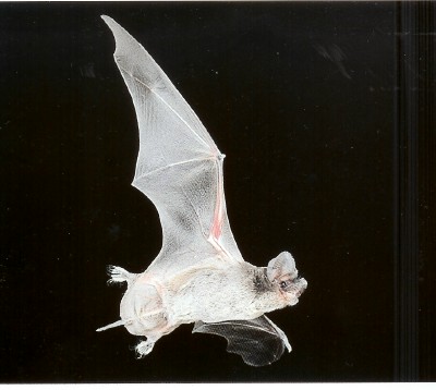  Mexican free-tailed bat