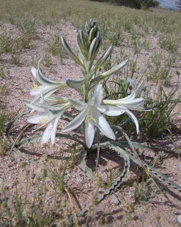 lily ajo desert undulata plants silvestre sonoran