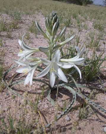  Hesperocallis undulata