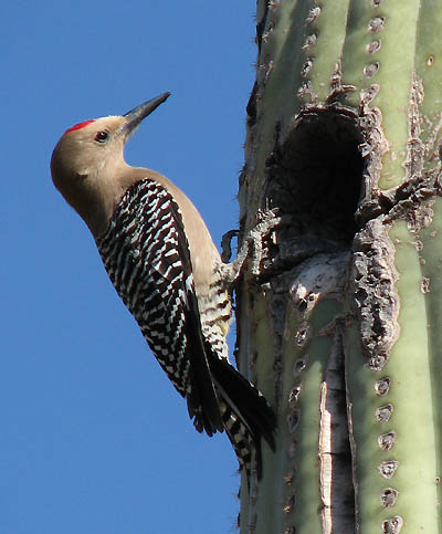  Gila woodpecker (male)