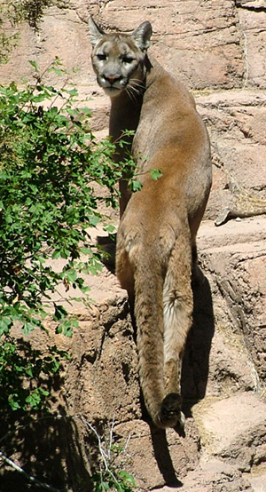 Sonoran Desert mammals - Mountain lion - Felis concolor