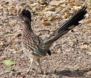 roadrunner_01.jpg