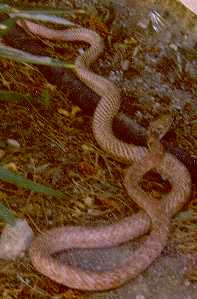  Whipsnake, Coachwhip, Red Racer