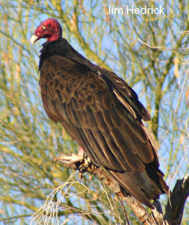 Spring Coloring Sheets on Sonoran Desert Birds   Turkey Vulture   Cathartes Aura