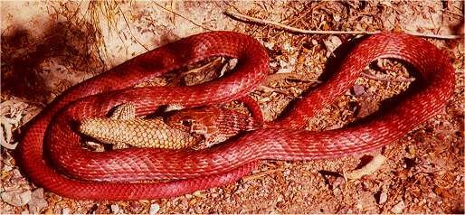 Red Racer