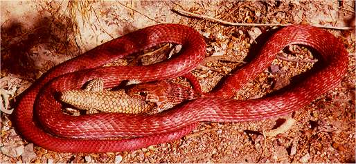  Whipsnake, Coachwhip, Red Racer