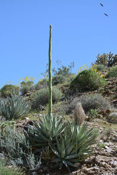  Agave deserti ssp.deserti