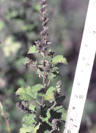  Ambrosia cordifolia