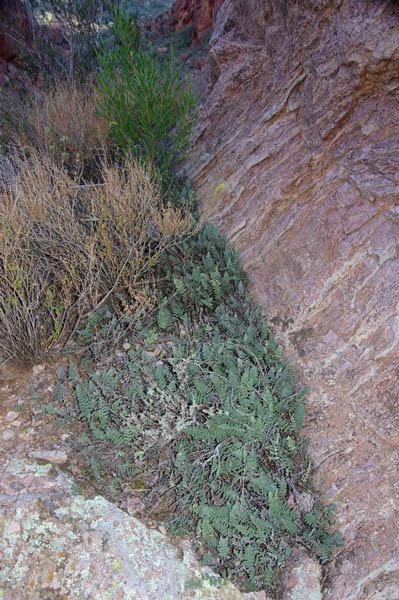 Arch Canyon ferns