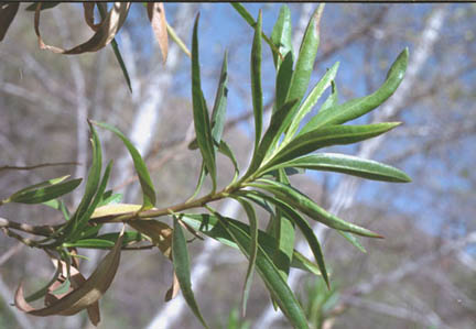  Baccharis salicifolia 
