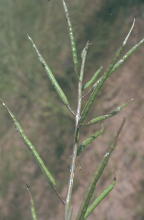  Brassica tournefortii