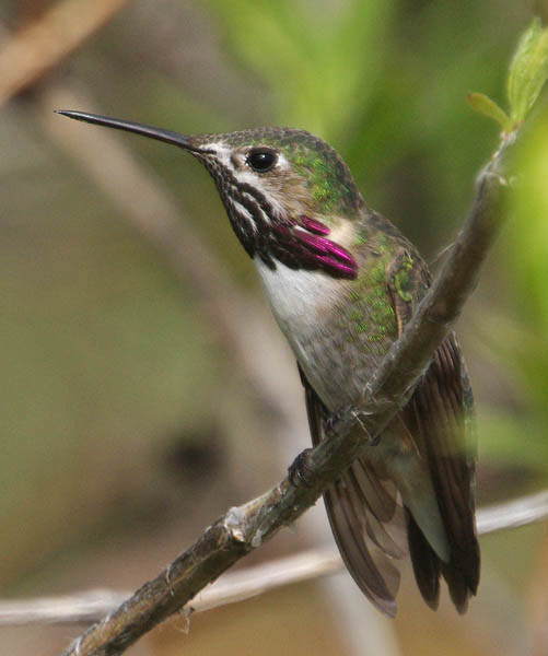  Calliope hummingbird (male)