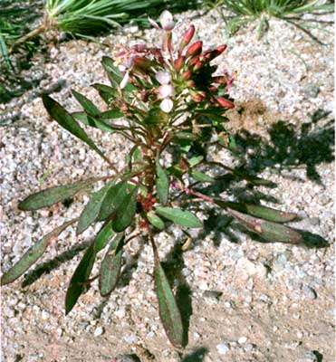  Eremothera boothii ssp.condensata