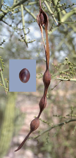  Parkinsonia microphylla