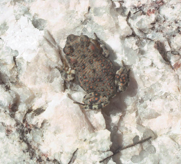 Crystal Springs red-spotted toad