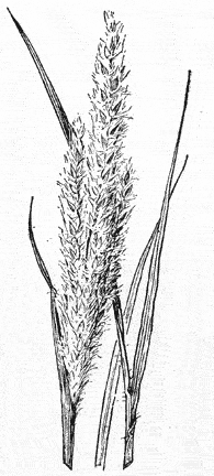  Digitaria californica v.californica