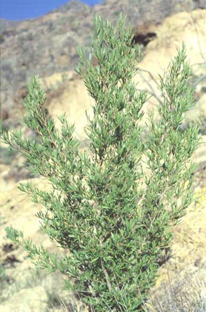  Dodonaea viscosa v.angustifolia