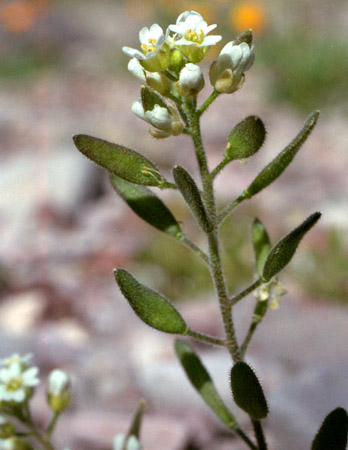  Tomostima cuneifolia (Nuttall ex Torrey & A.Gray) Al-Shehbaz, M.Koch & Jordon-Thaden