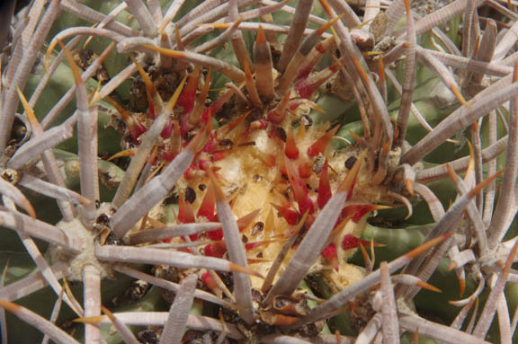  Echinocactus polycephalus Englemann & J.M.Bigelow