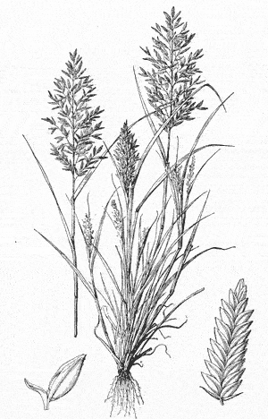  Eragrostis cilianensis