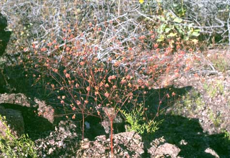  Eriogonum thomasii