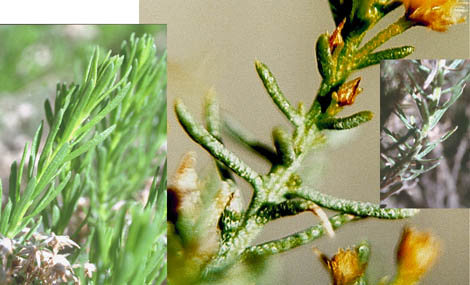  Ericameria laricifolia