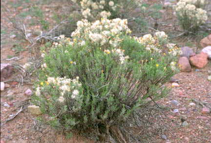  Ericameria laricifolia