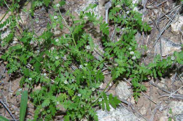  Eucrypta chrysanthemifolia v.bipinnatifida