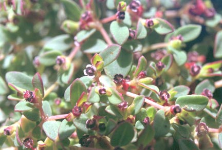  Euphorbia polycarpa