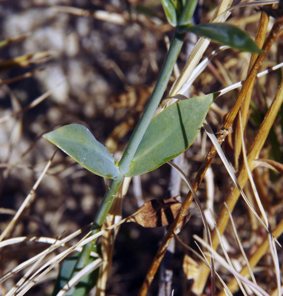  Eustoma exaltatum ssp.exaltatum