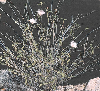 Sonoran Desert Plants Hibiscus Denudatus Bentham Rock Hibiscus