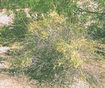 Hymenoclea Salsola