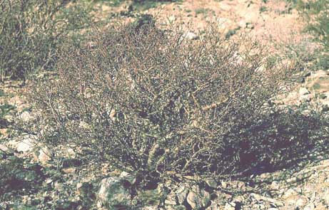  Jatropha cuneata