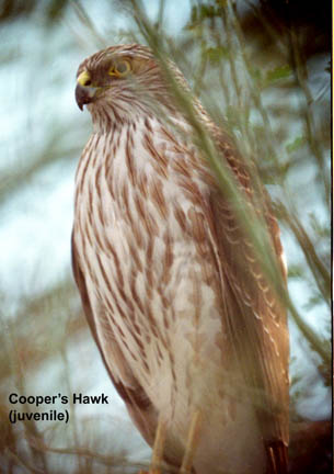  Coopers hawk (juvenile)