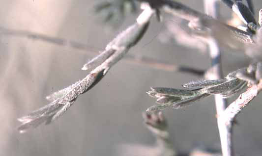  Krameria bicolor