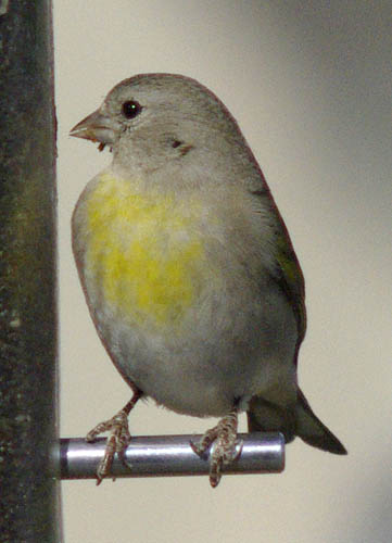  Lawrence's goldfinch (female)
