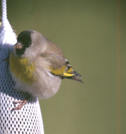  Lawrence's goldfinch (male)
