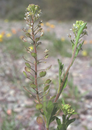 Lepidium lasiocarpum ssp.lasiocarpum