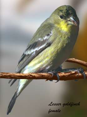  Lesser goldfinch female)