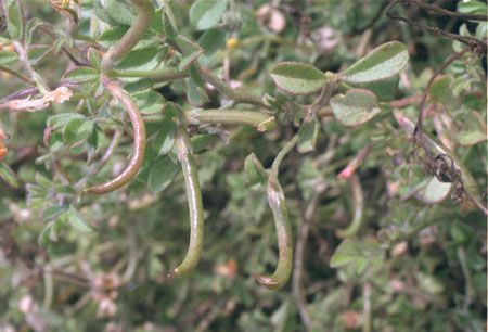  Acmispon strigosus (Nuttall) Brouillet