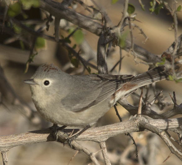  Lucy's warbler