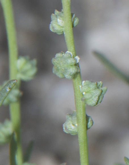  Oligomeris linifolia