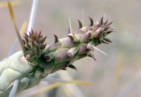  Cylindropuntia ramosissima