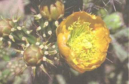  Cylindropuntia versicolor