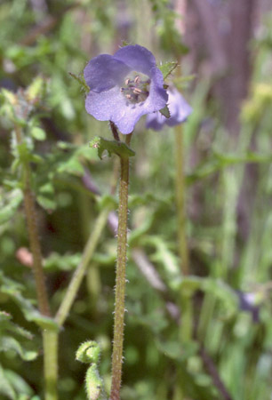  Pholistoma auritum var. arizonicum