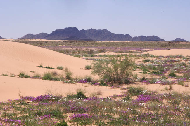 Pinta Sands dunes