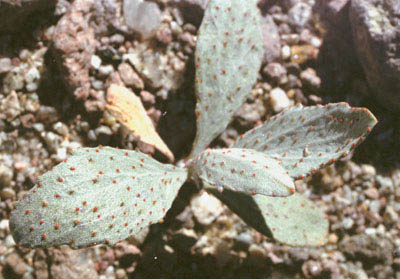  Psorothamnus spinosus